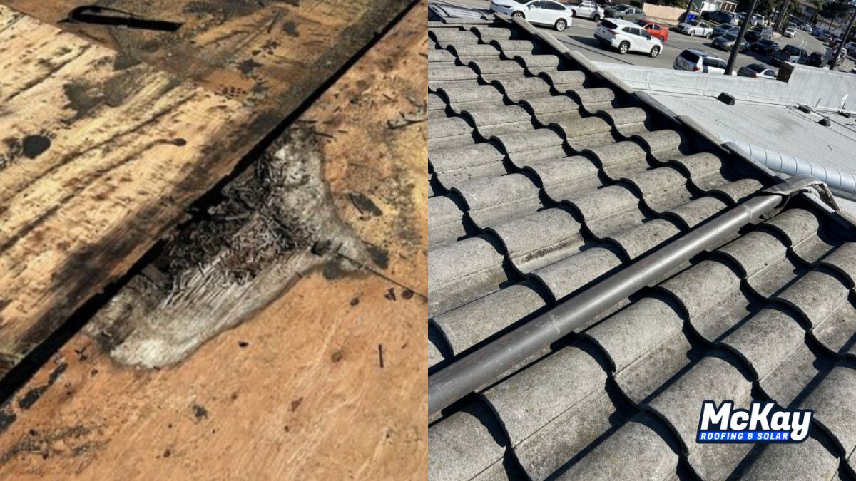 Completed asphalt shingle roof replacement on a duplex in City Heights, San Diego